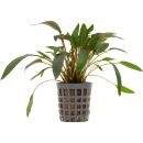 Cryptocoryne wendtii "braun" - Topf