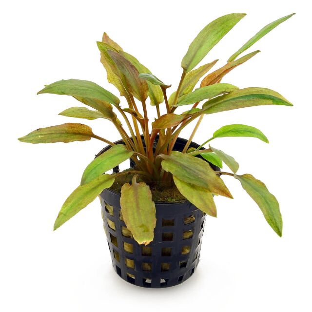 Cryptocoryne wendtii 'Florida Sunset' - Pot
