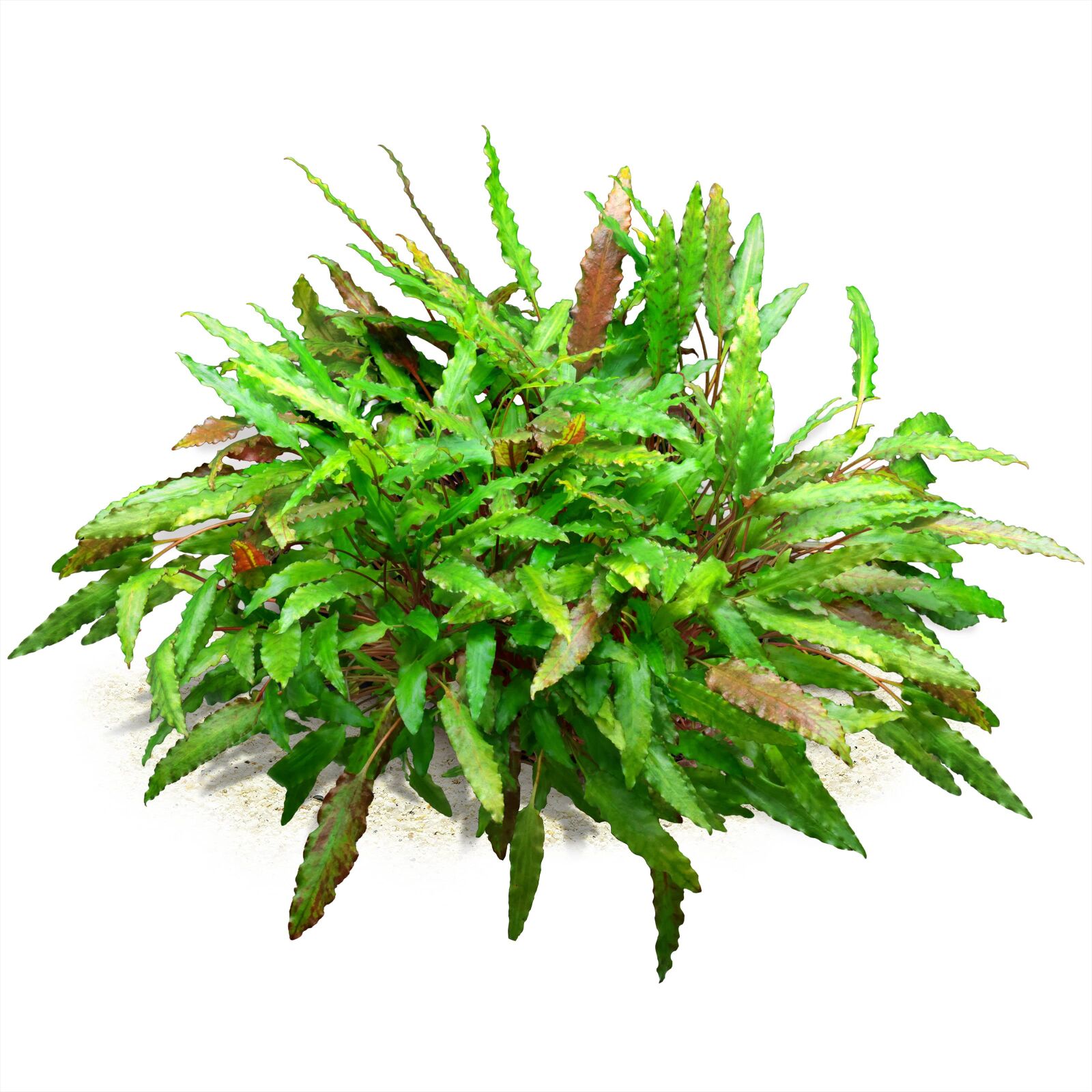 Cryptocoryne wendtii "Green"