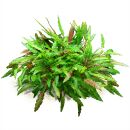 Cryptocoryne wendtii "Green"
