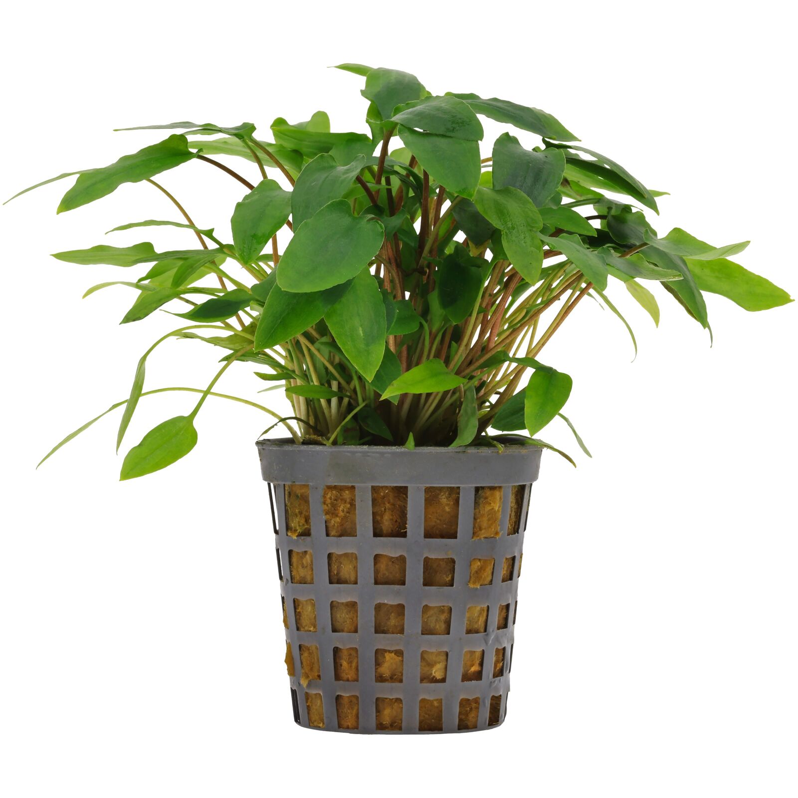 Cryptocoryne wendtii "Green"