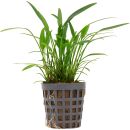 Cryptocoryne x willisii "lucens" - Topf