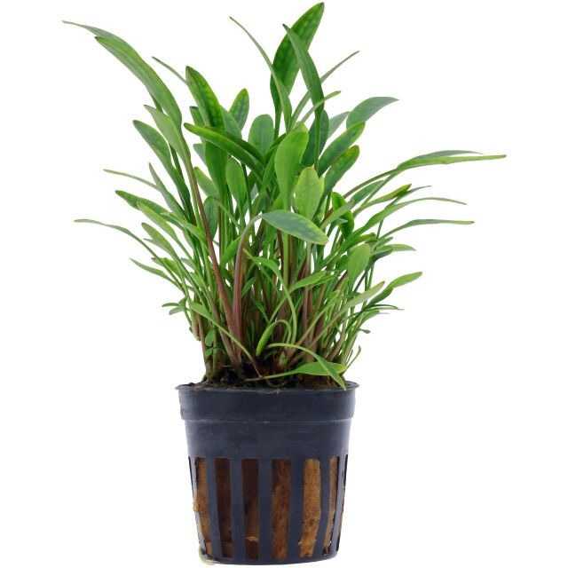 Cryptocoryne x willisii "nevillii"