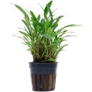 Cryptocoryne x willisii "nevillii" - Topf