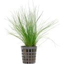 Eleocharis acicularis - Topf