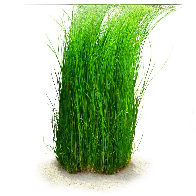 Eleocharis sp. "montevidensis"