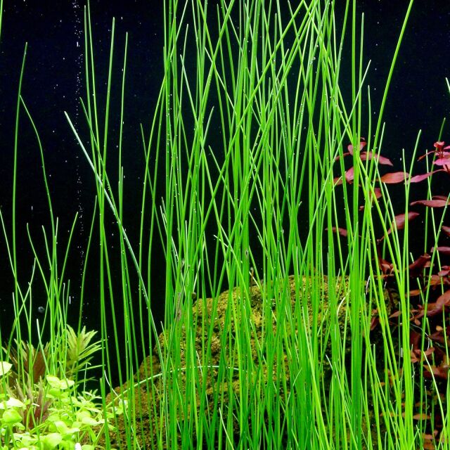 Eleocharis sp. "montevidensis"
