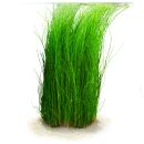 Eleocharis sp. "montevidensis"