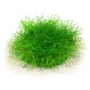 Eleocharis sp. Mini