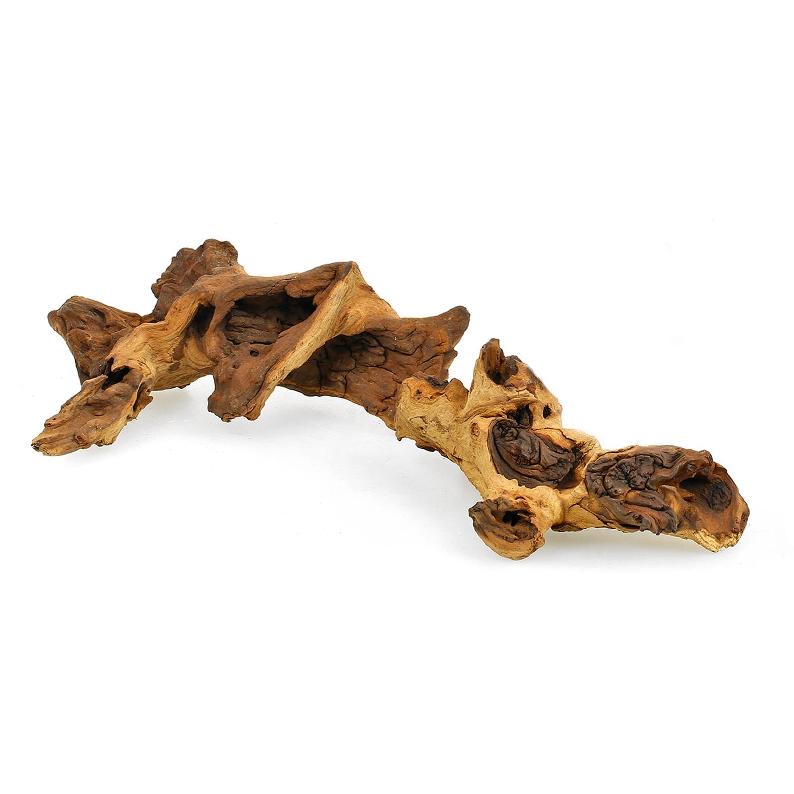 Mopani Wurzel