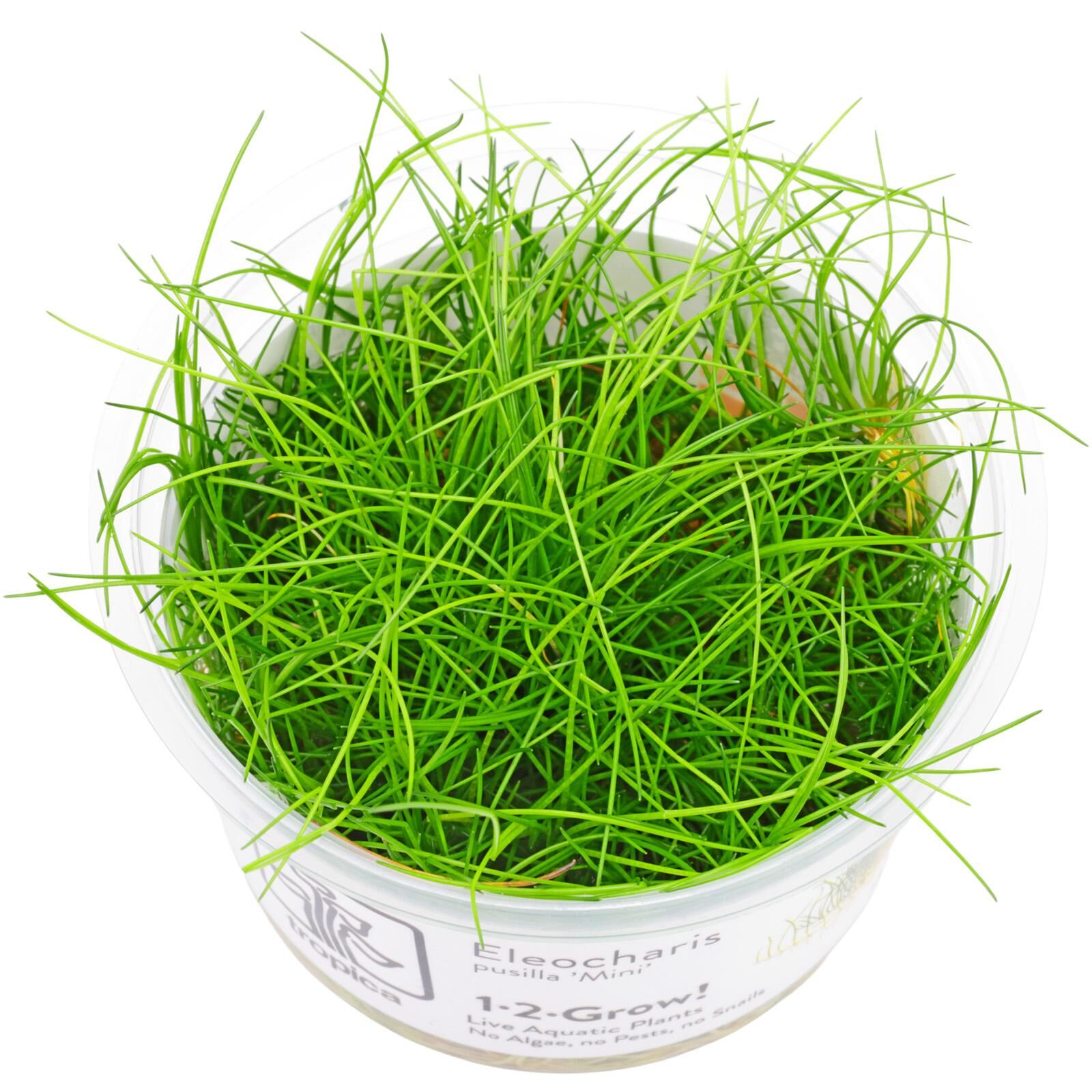 Eleocharis sp. 'Mini'