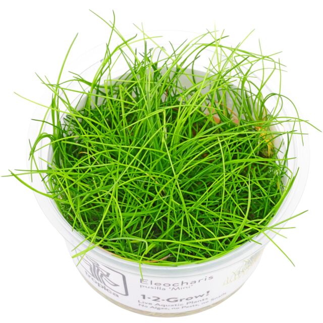 <b>Eleocharis sp. 'Mini'</b><br />Eleocharis sp. 'Mini'
