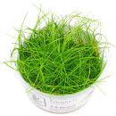 Eleocharis sp. Mini - 1-2-GROW!