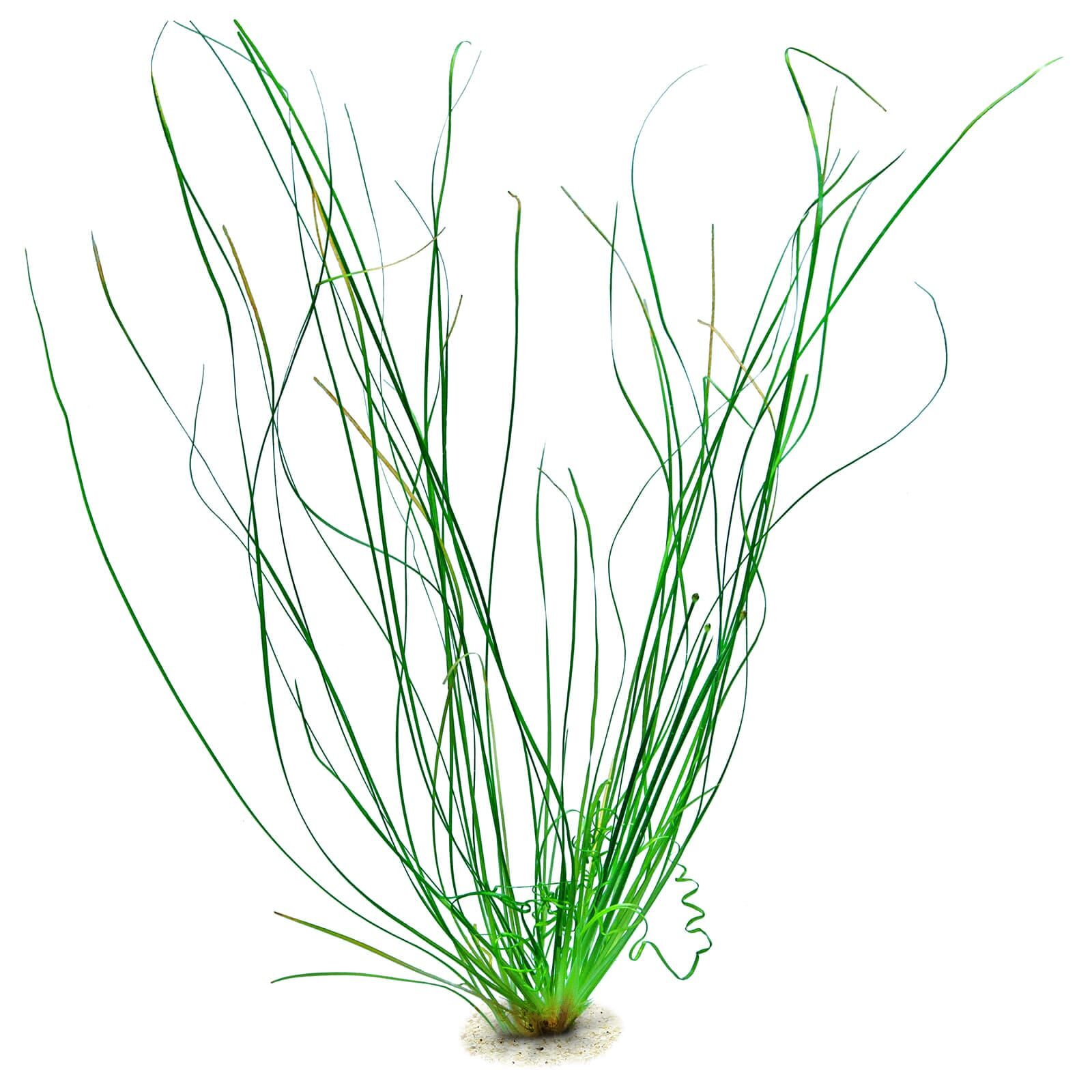 Eriocaulon sp. "Japan Needle Leaf"