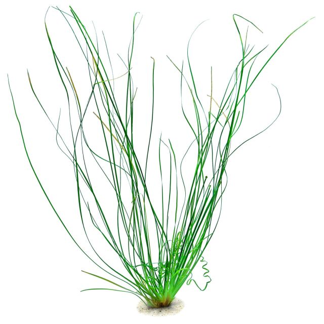 Eriocaulon sp. "Japan Needle Leaf"