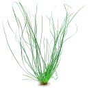 Eriocaulon sp. "Japan Needle Leaf"