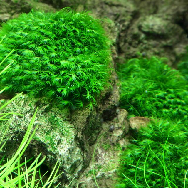 Fissidens fontanus "Phoenix Moss"