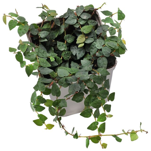 Ficus pumila "Minuta"