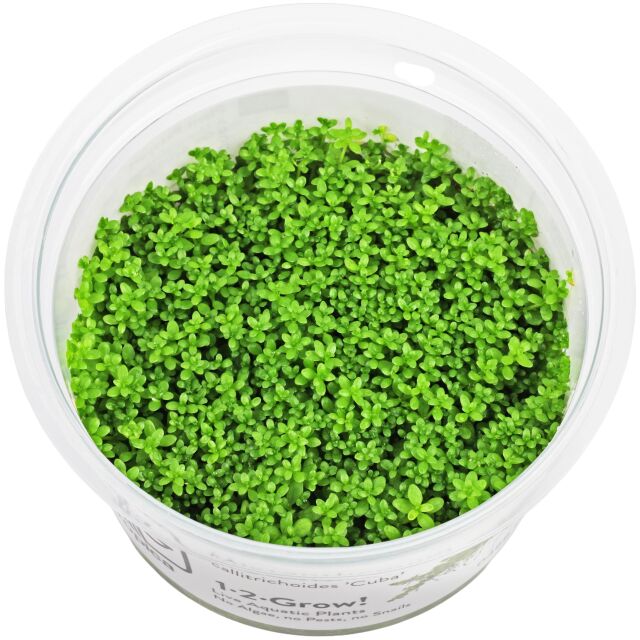 Hemianthus callitrichoides "Cuba"
