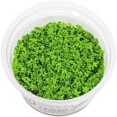 Hemianthus callitrichoides "Cuba" - 1-2-GROW!