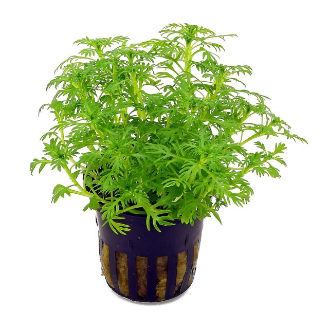 Hottonia palustris - Pot