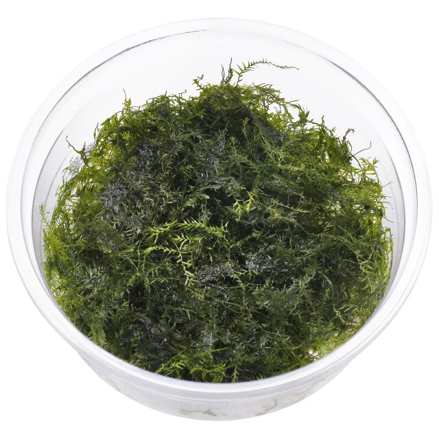 Fissidens fontanus "Phoenix Moss"
