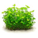 Hydrocotyle verticillata