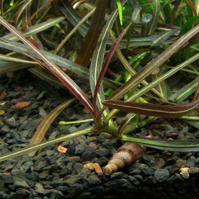 Hygrophila lancea "Araguaia"