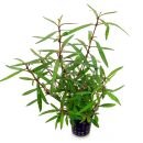 Hygrophila lancea "Araguaia" - Topf