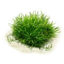 Lilaeopsis brasiliensis