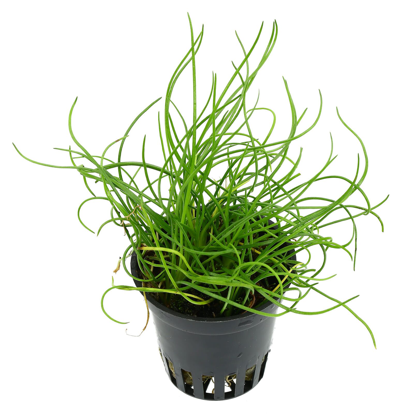 Littorella uniflora