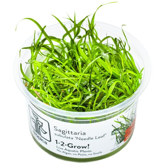 Sagittaria subulata "Needle Leaf"