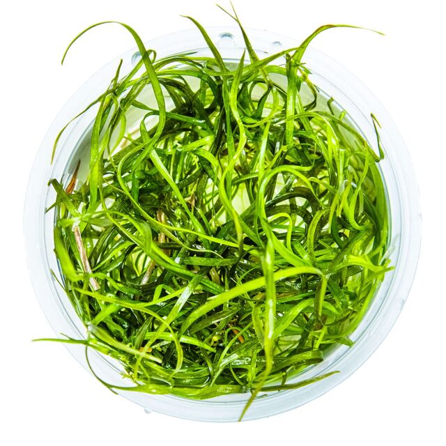 Sagittaria subulata "Needle Leaf"
