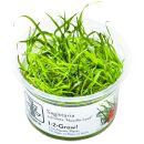 Sagittaria subulata "Needle Leaf" - 1-2-GROW!