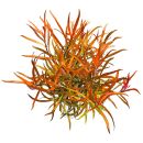 Ludwigia brevipes