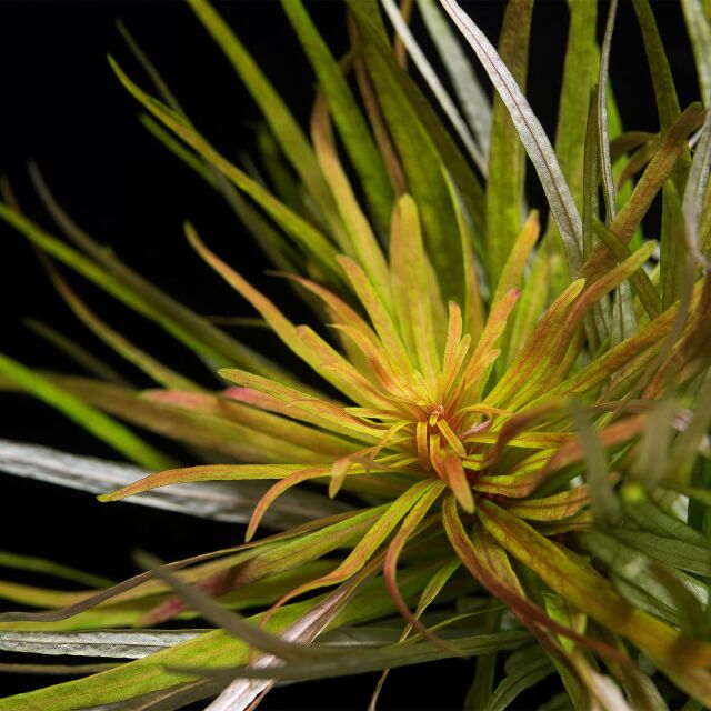 Ludwigia inclinata var. verticillata 'Cuba'