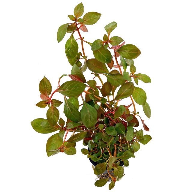 Ludwigia "Rubin"