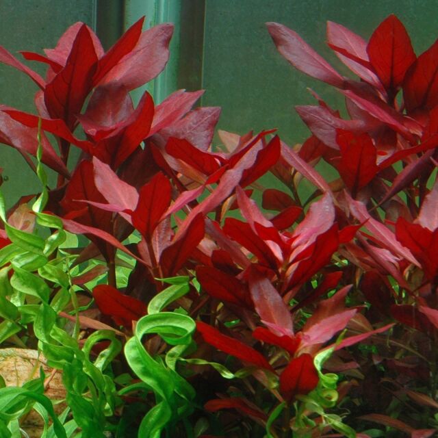 Ludwigia "Rubin"
