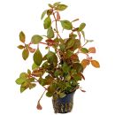 Ludwigia "Rubin" - Topf