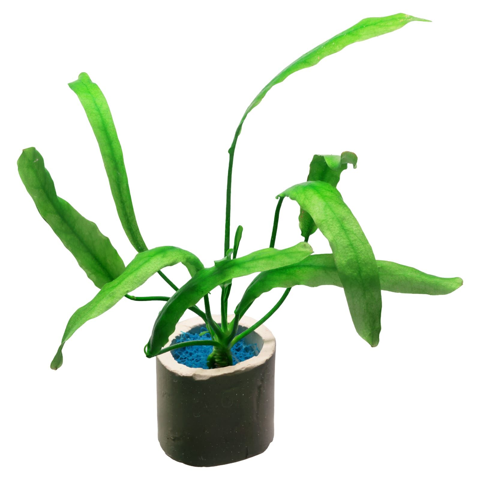 Nymphoides flaccida