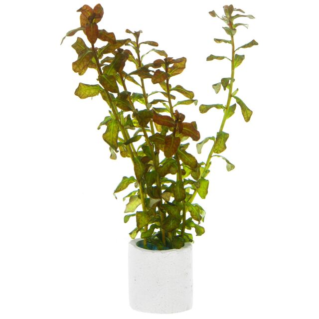 Ludwigia senegalensis ("Guinea")