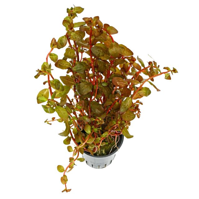 Ludwigia senegalensis ("Guinea")