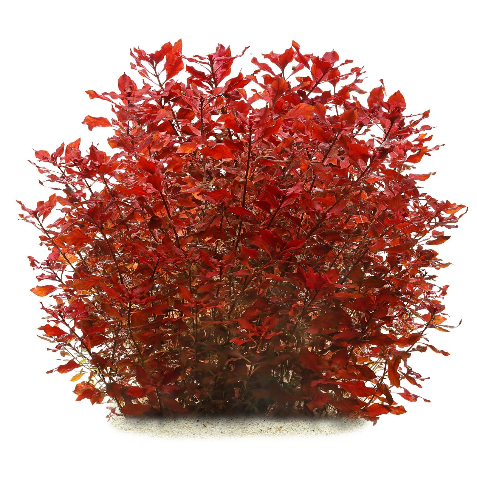Ludwigia palustris "Super Red"