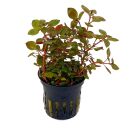 Ludwigia palustris "Super Red" - Topf