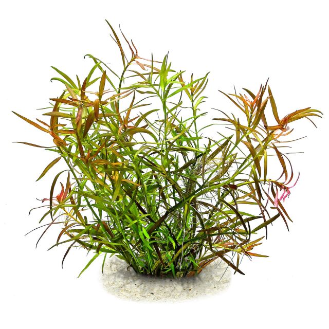 Ludwigia × lacustris