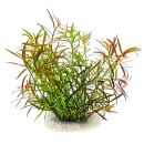 Ludwigia × lacustris