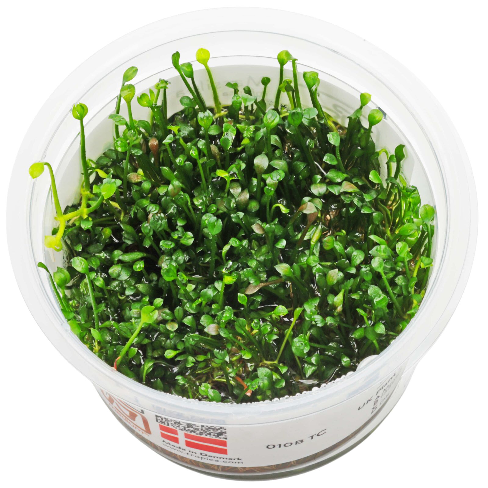 Marsilea crenata