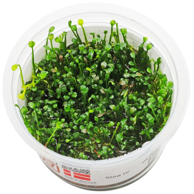 Marsilea crenata
