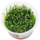 Marsilea crenata - 1-2-GROW!