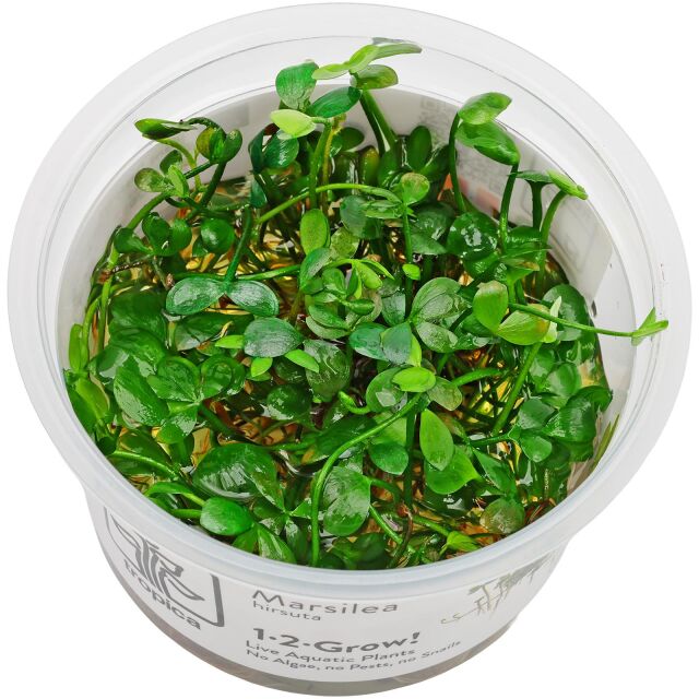 <b>Marsilea hirsuta</b><br />Australischer Kleefarn